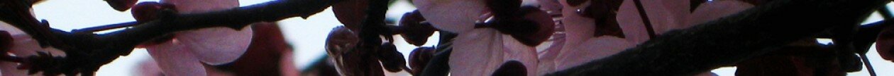 cropped-cherry1.jpg